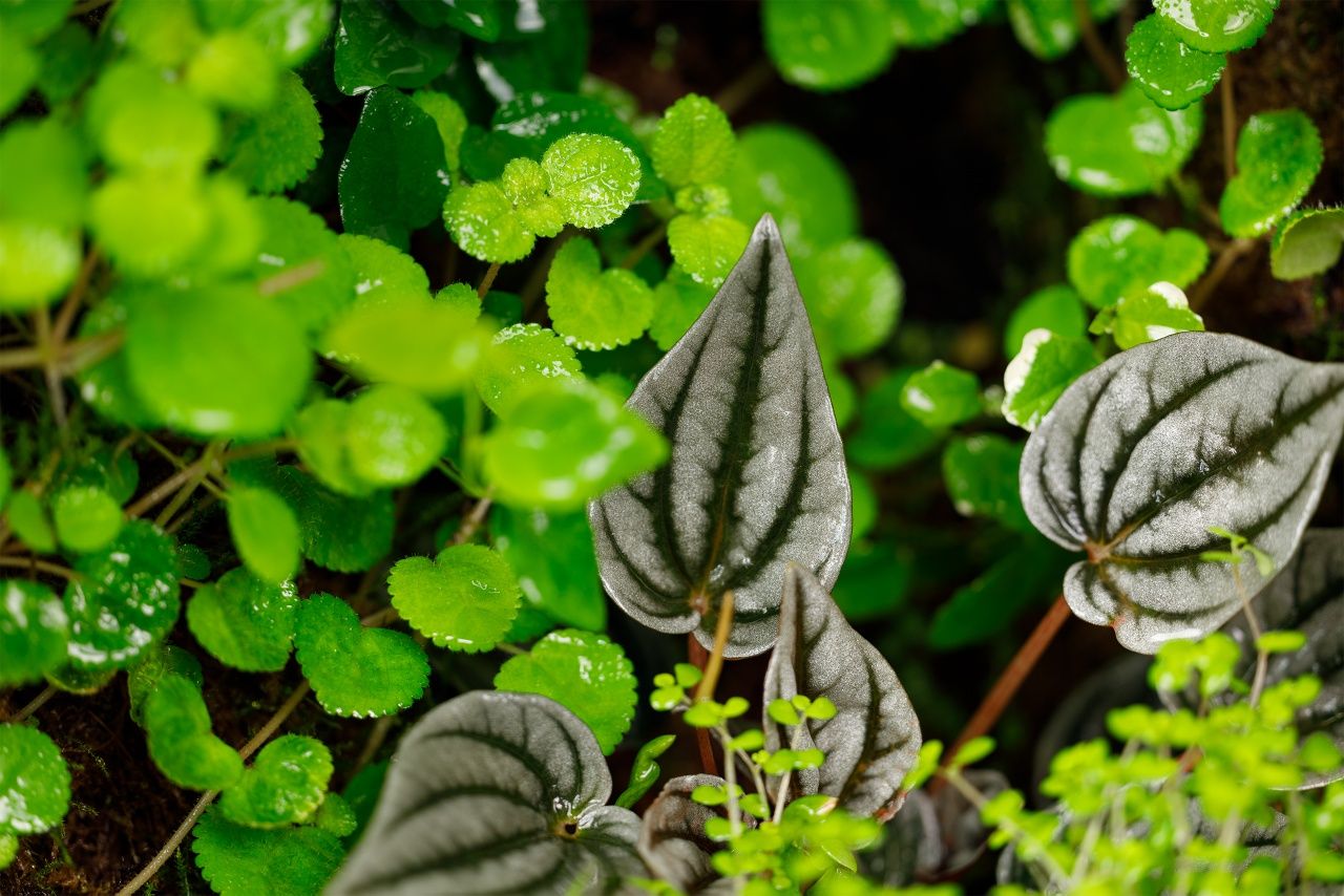 Terrarium tropikalne aktywne biologicznie