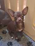 **SALLEM**chihuahua piesek choco xxs gotowy do odbioru