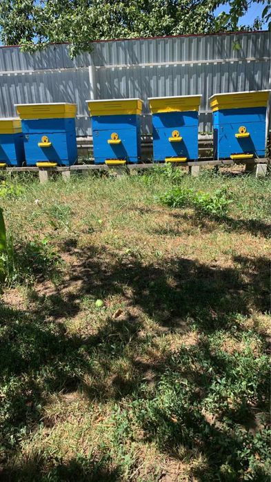 Вулики Дадан 12 рамкові