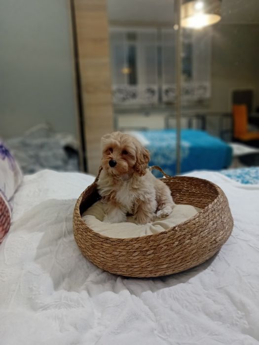 Maltipoo ,maltańczyk &pudel toy suczka