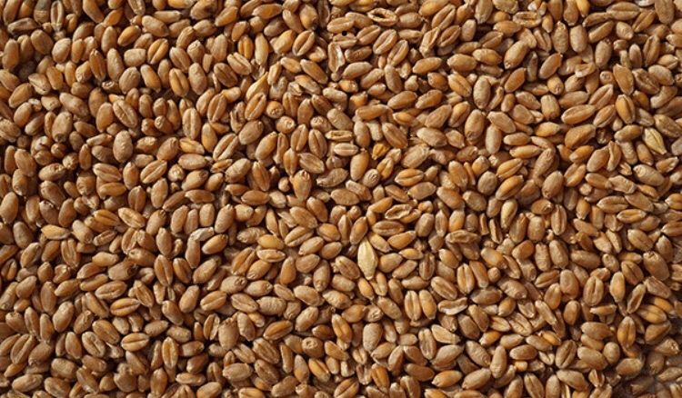 Продам пшеницю озиму