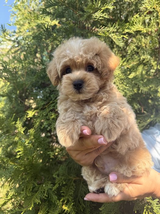 Продаж хлопчика мальтіпу Ф2