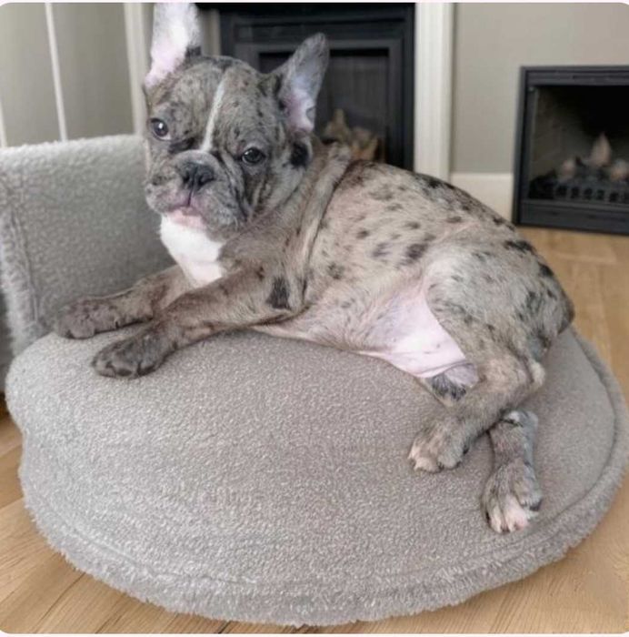 Французские мальчики.