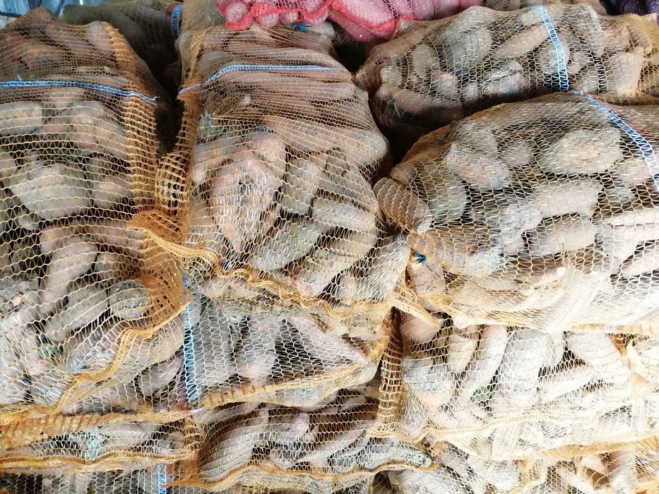 marchew i buraki odpadowe dzwierząt.