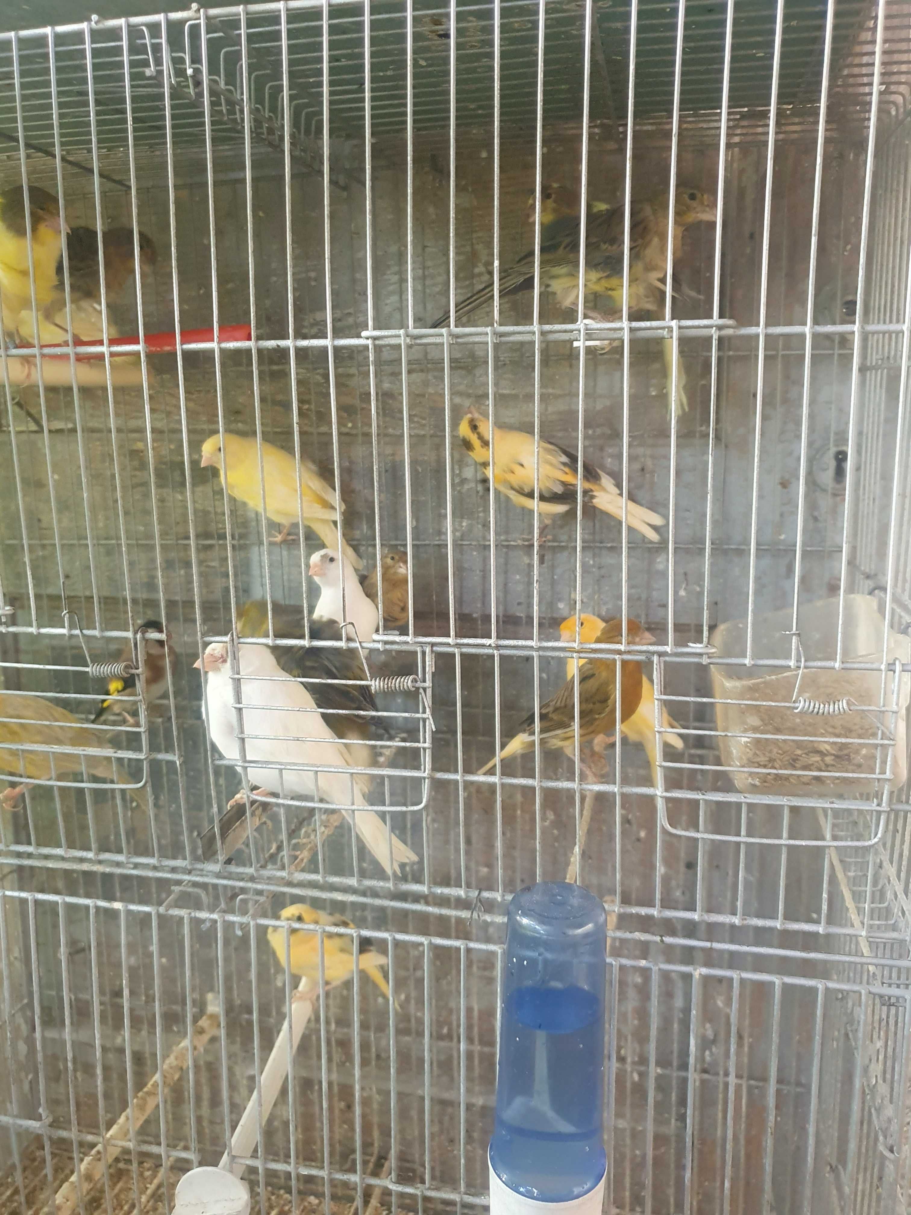 Canários e outros