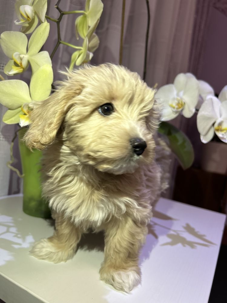 Симпатична дівчинка Maltipoo mini