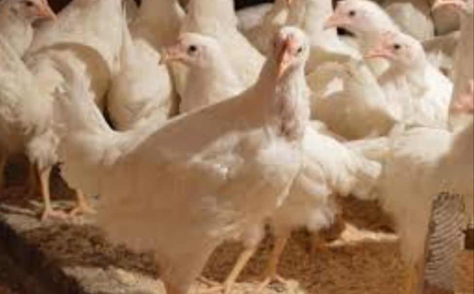 Яйце на інкубацію Хайсекс Вайт, Хайсекс Браун