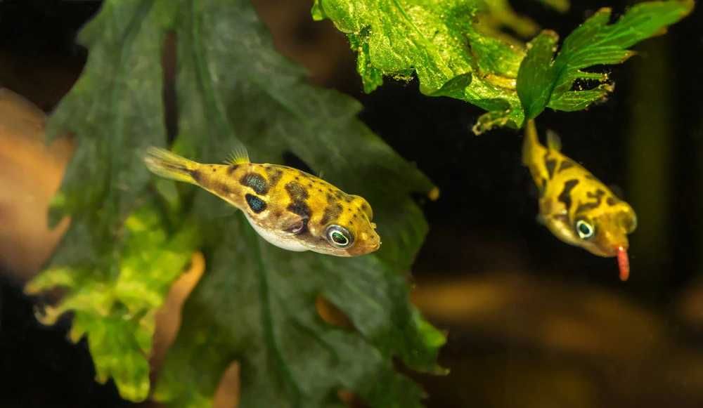 Kolcobrzuch karłowaty - Carinotetraodon travancoricus - Nadymka  dowóz