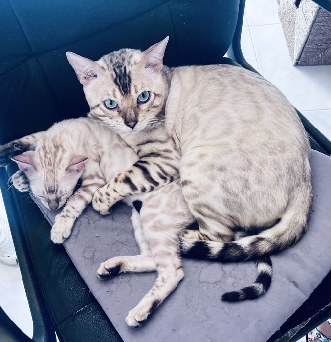 Gatinho Bengal snow linx registado