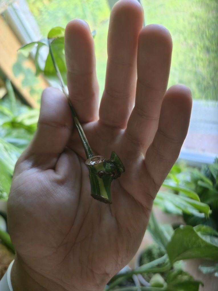 Monstera minima variegata