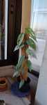 Epipremnum Cebo Blue