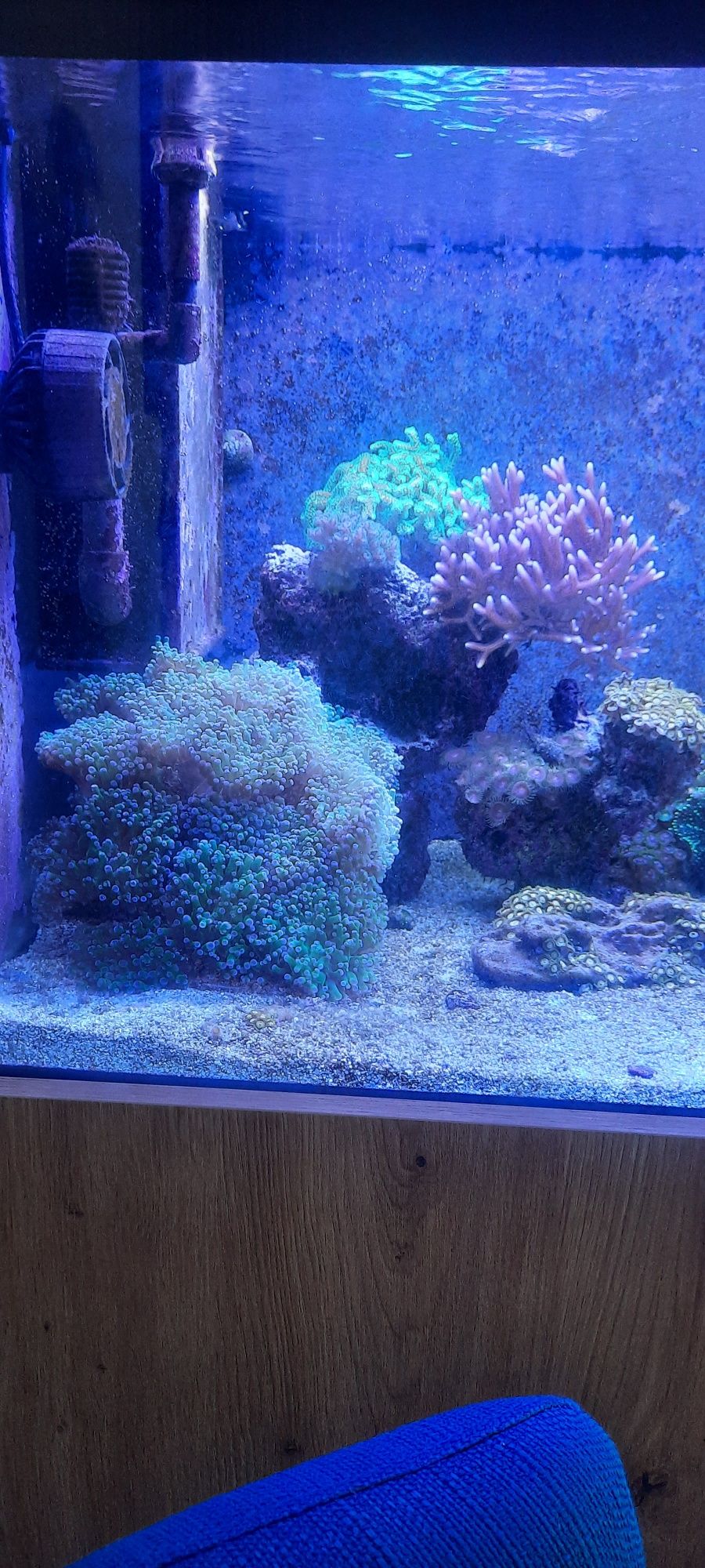 Peixes e Corais Reef
