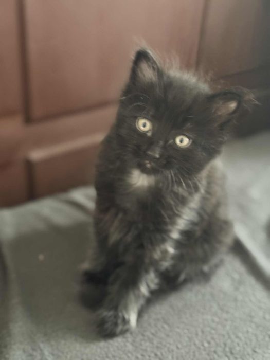 Czubaka czeka na swój domek