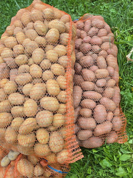 Ziemniaki jadalne red Sonia, sprawa, raksana