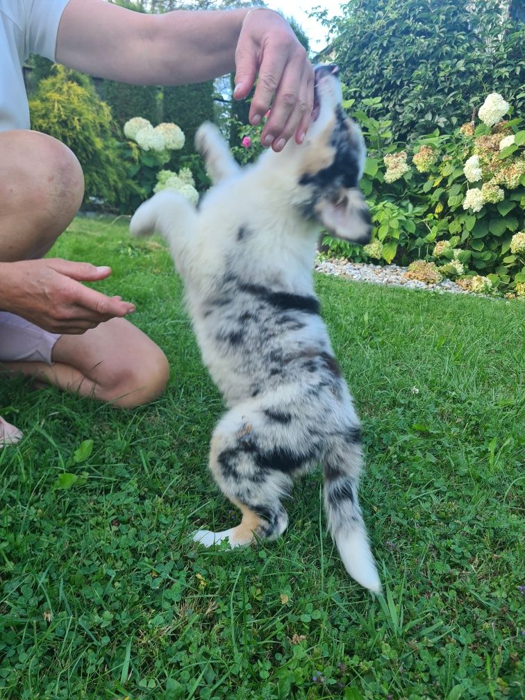 Border collie Blue merle