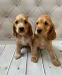 Cocker spaniel angielski