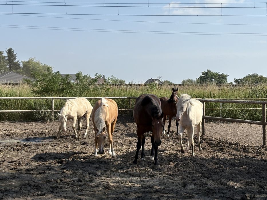 Na sprzedaż konie 2-7 lat