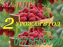 Феномен - 2 урожая в год! Малина. Саженцы. Лучшая цена!