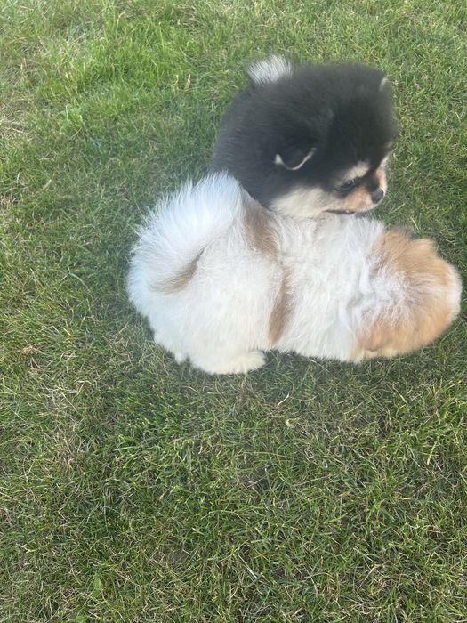 Szpic miniaturowy- pomeranian