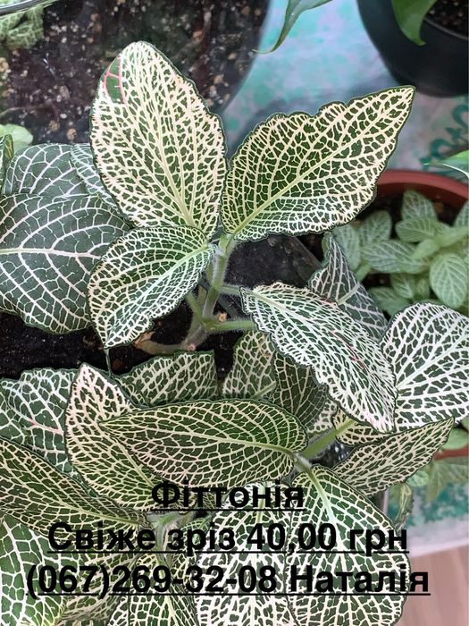 Фіттонія види Фіттонія