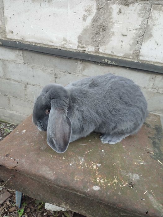 Baran francuski niebieski