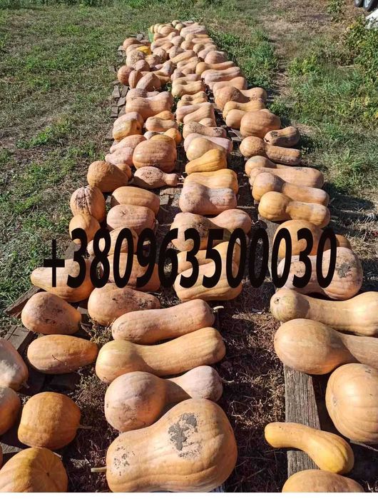 Гарбуз,тиква,кабак домашня, Продам кабак, тыква гитара,насіння,