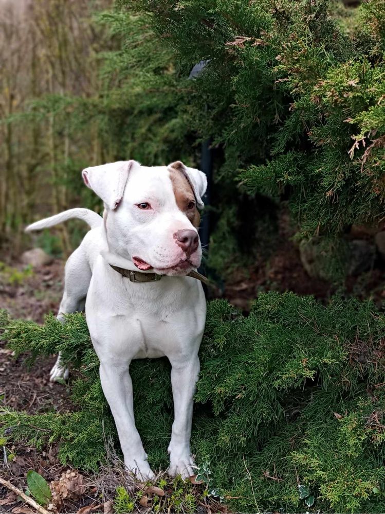 Dino Szuka Domu Tymczasowego z Możliwością Stałej Adopcji!