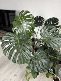 Monstera Delicioza