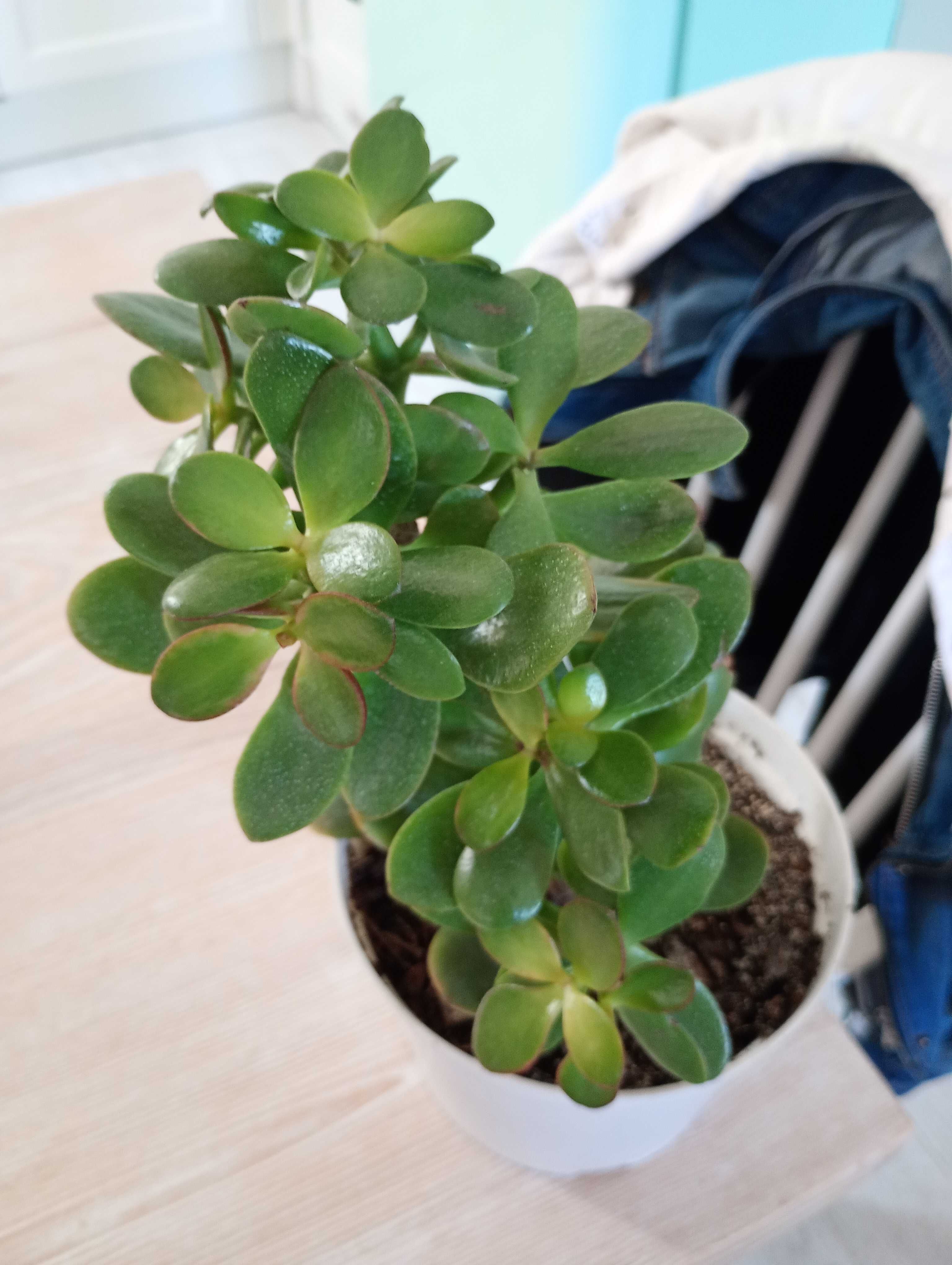 Grubosz Drzewko szczęścia 20 cm
