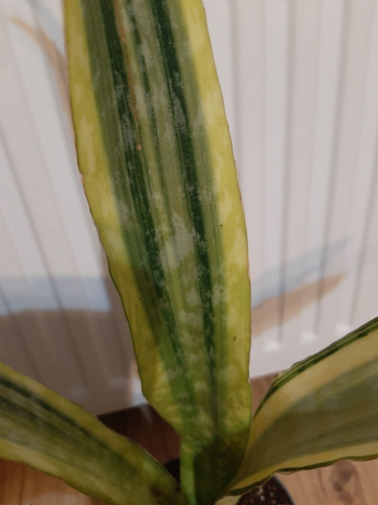 Duża Sansevieria o żółto zielonych liściach.