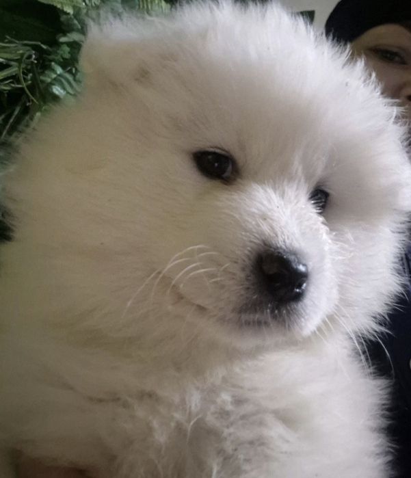 Samoyed bialy piesek