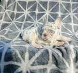 Buldog francuski lilac