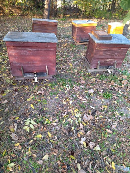 Miód lipowy na przeziębienia 950gram