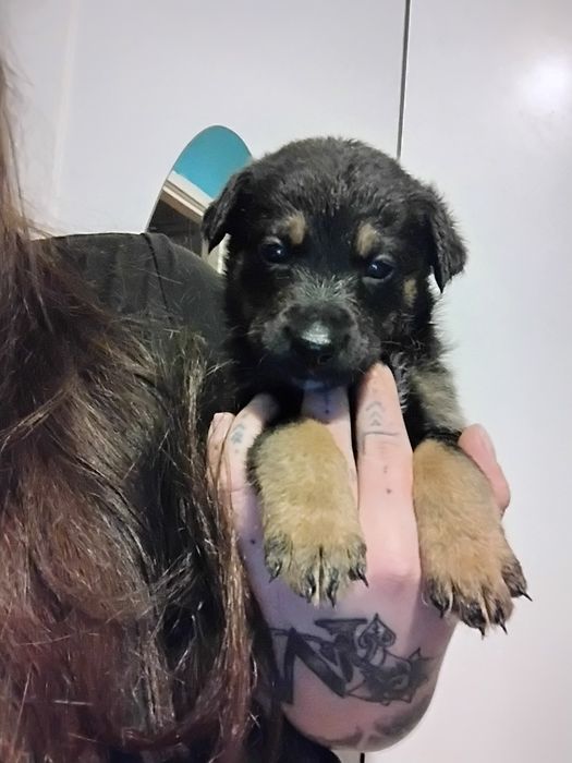 Oddam za darmo szczeniaczki