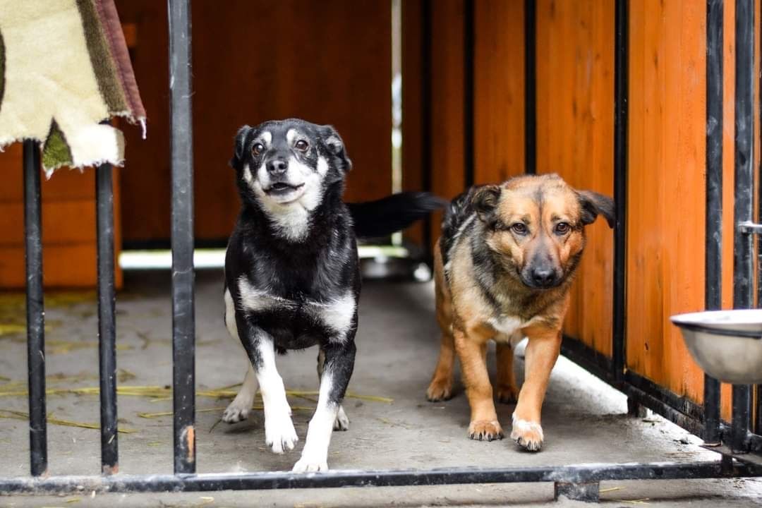 Malutki psiak szuka domu! Pies do adopcji