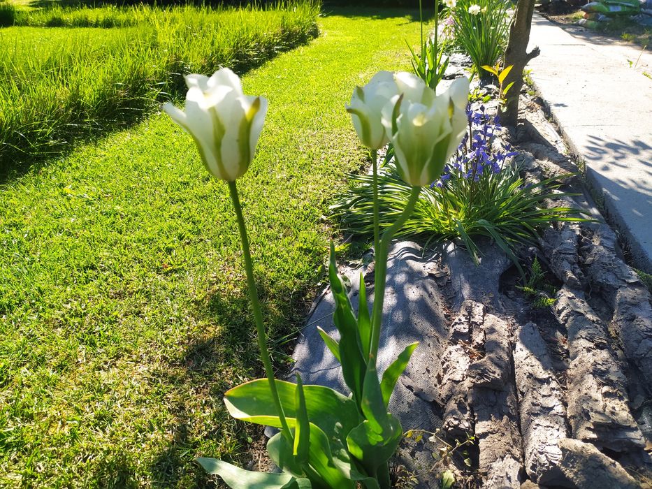 ROD "NARWIK" Atrakcyjna Działka w dobrej lokalizacji. GDAŃSK- STOGI.