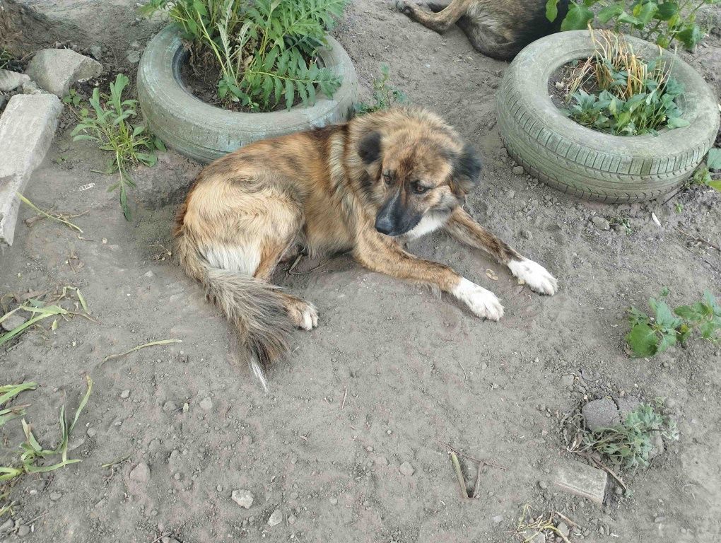 Уличные собачки ищут дом  Вуличні собачки шукають дім