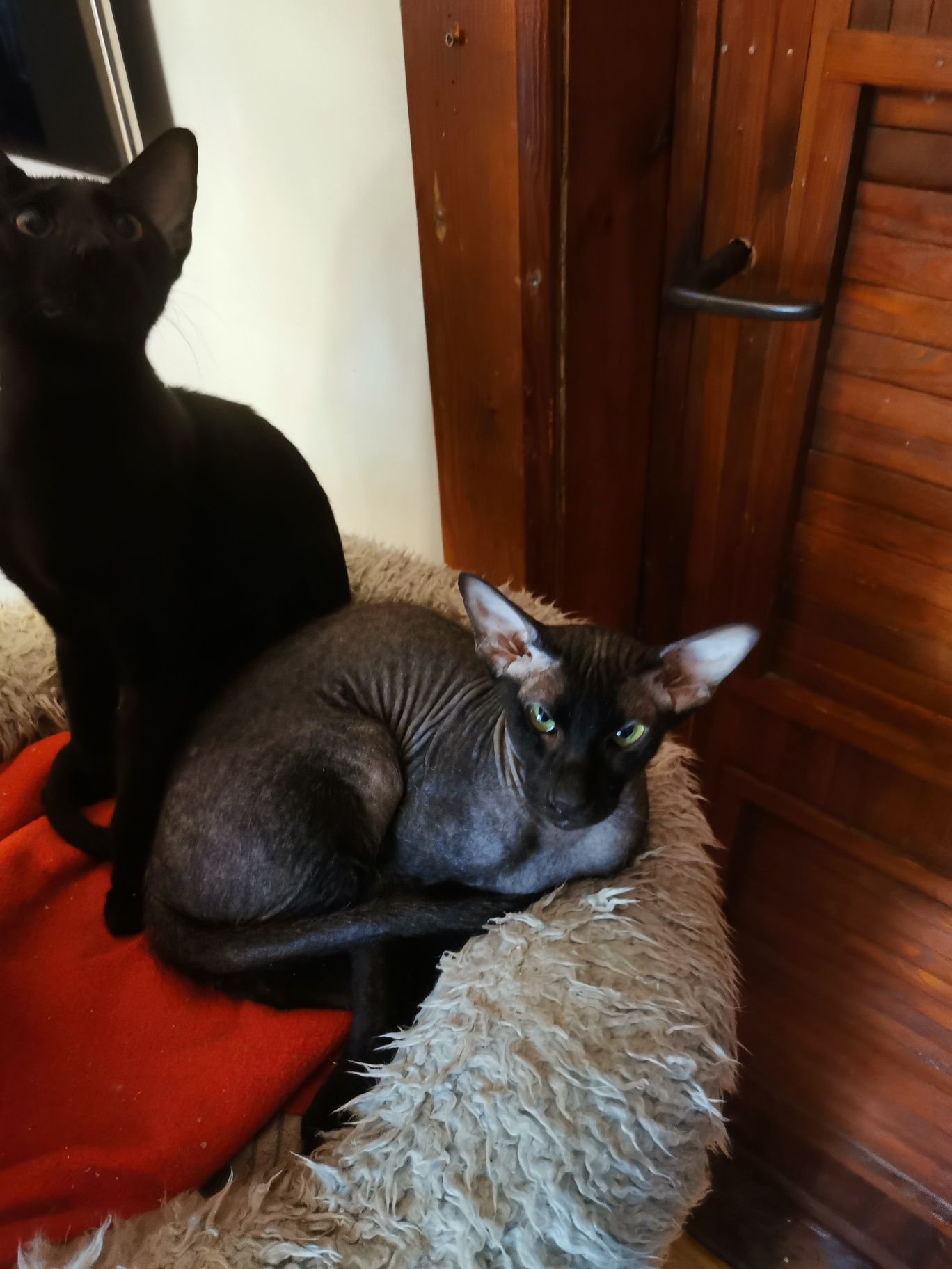 Peterbald kocurek gotowy do zmiany domku prawdziwy rodowód WCF
