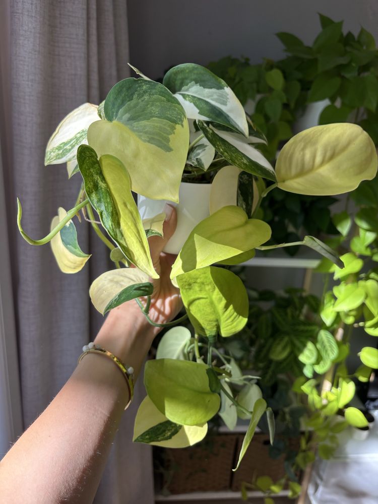 Scindapsus Jade satin aurea variegata - pędówka