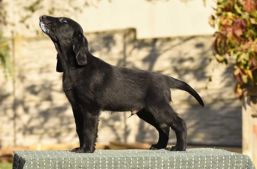 FLAT COATED RETRIEVER - czarny chłopczyk gotowy na nowy dom