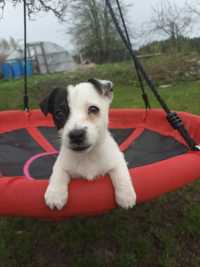 Jack Russell Terrier