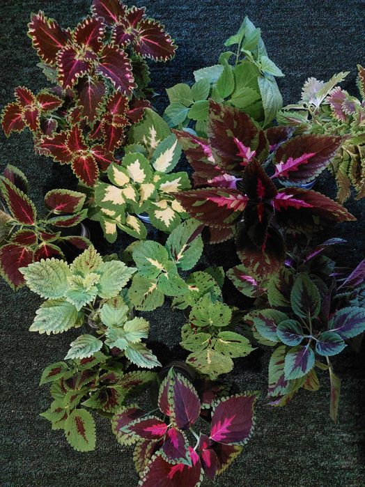 Колеус . Свіжі паростки. Кімнатна рослина.