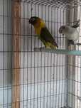 Fêmeas Agapornis