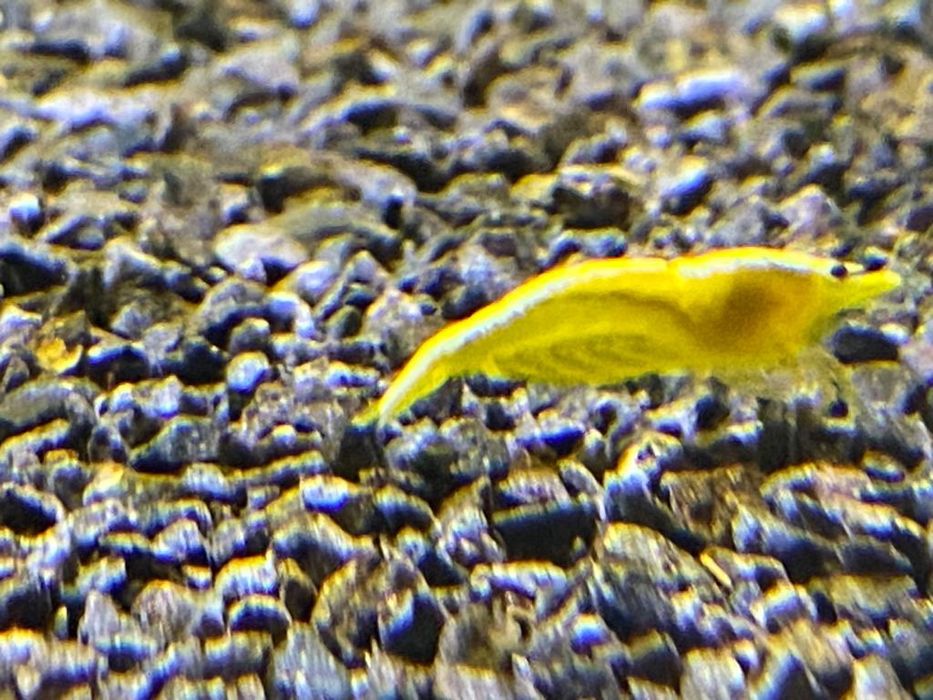 Krewetki Yellow Neon Neocaridina Żółte
