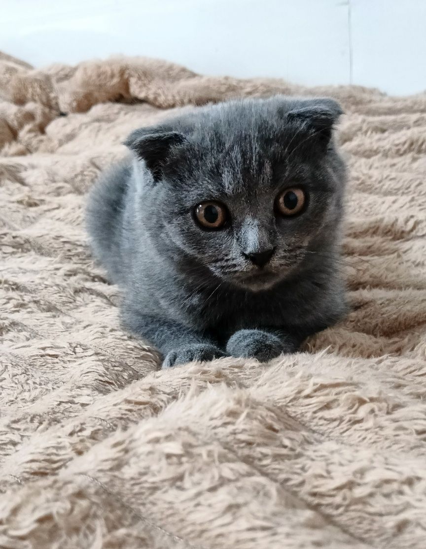 Шотландські висловухі кошенята
