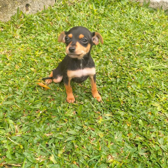 Pinscher fêmea última