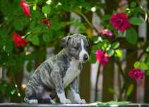 Whippet chart angielski piesek hodowla FCI