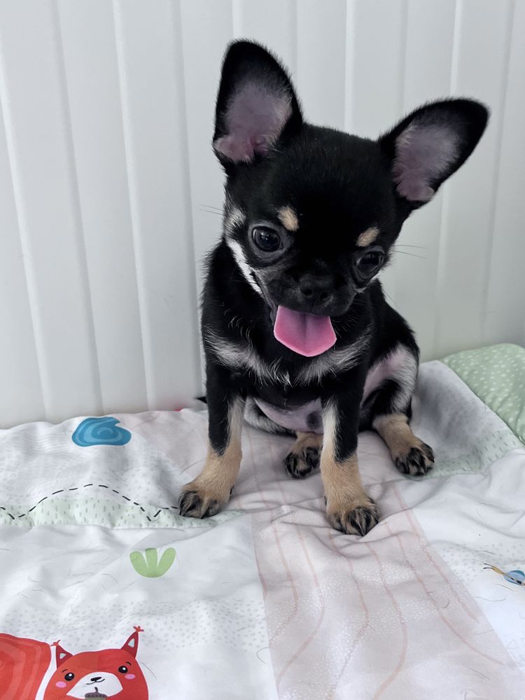 Chihuahua Macho disponível