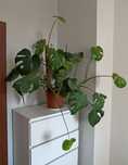 Monstera dziurawe liście duża