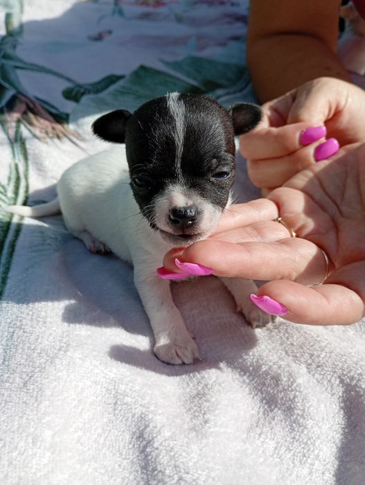 Chłopiec chihuahua